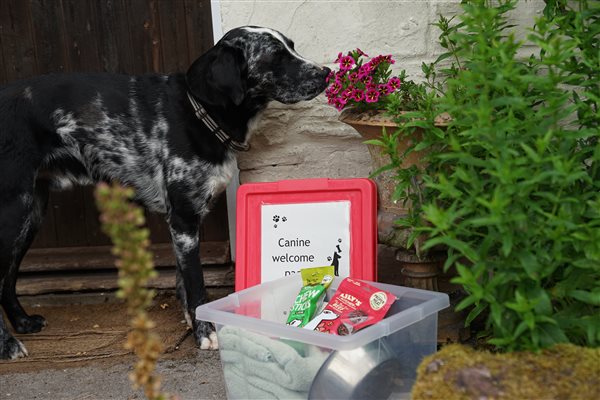 Hill Cottage dogs welcome